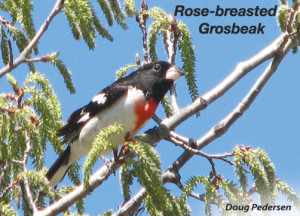 Rose-breasted-Grosbeak