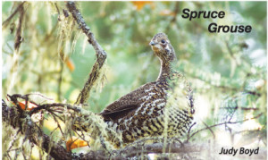spruce-grouse