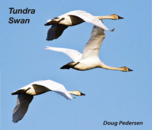 tundra-swan